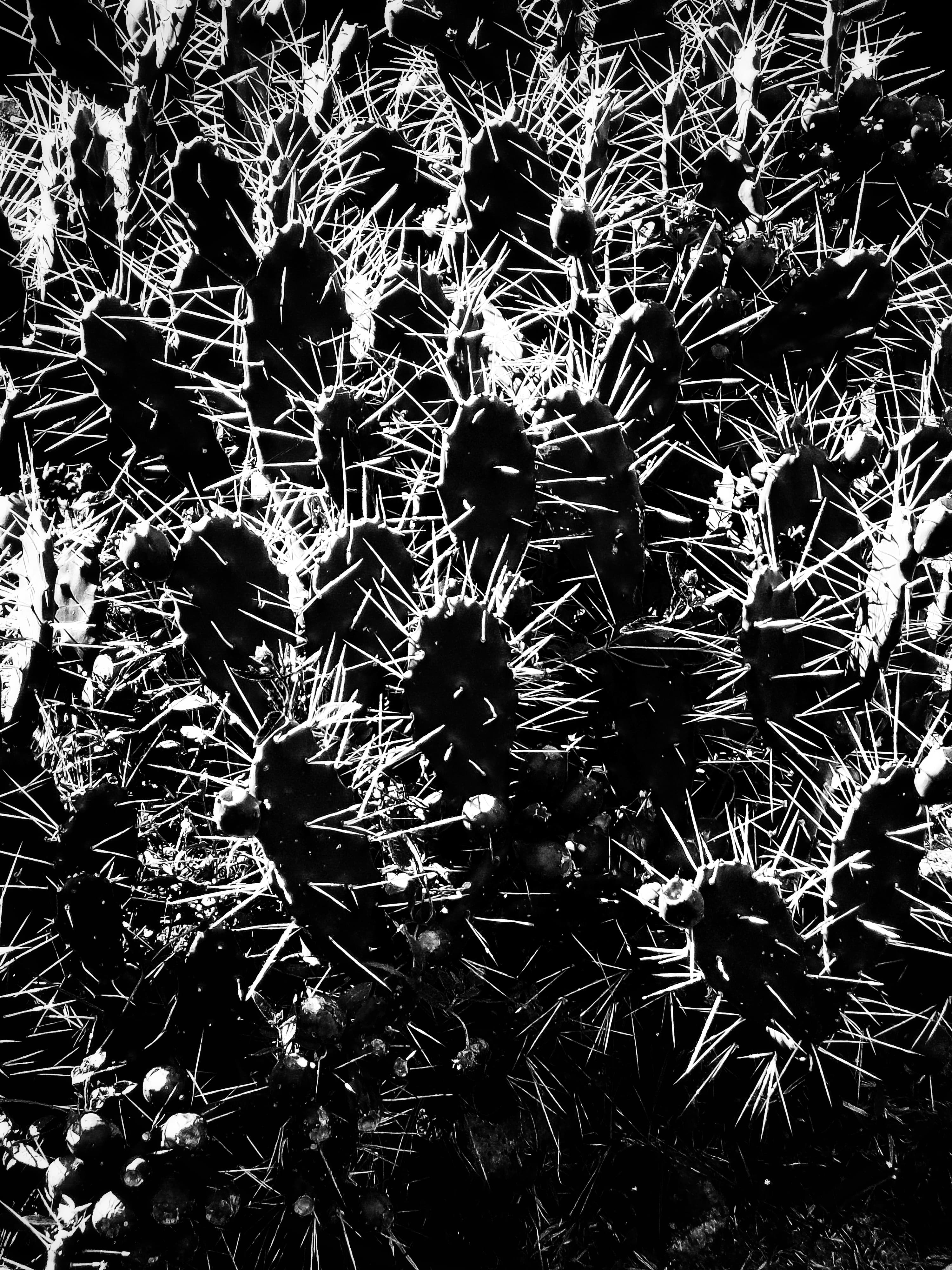 Claro-Escuro Suculento