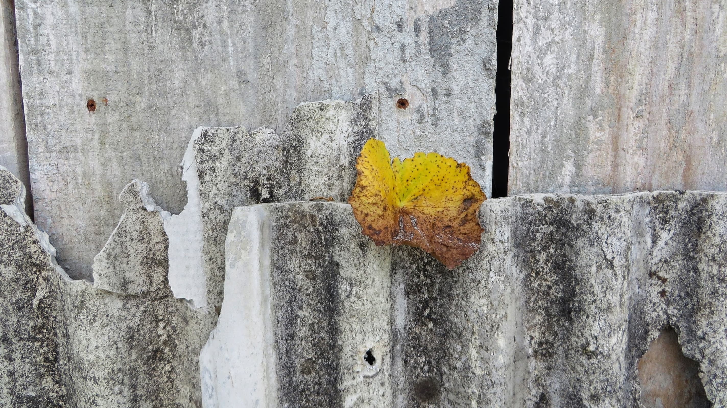 Natureza morta: Amarelo Siriú